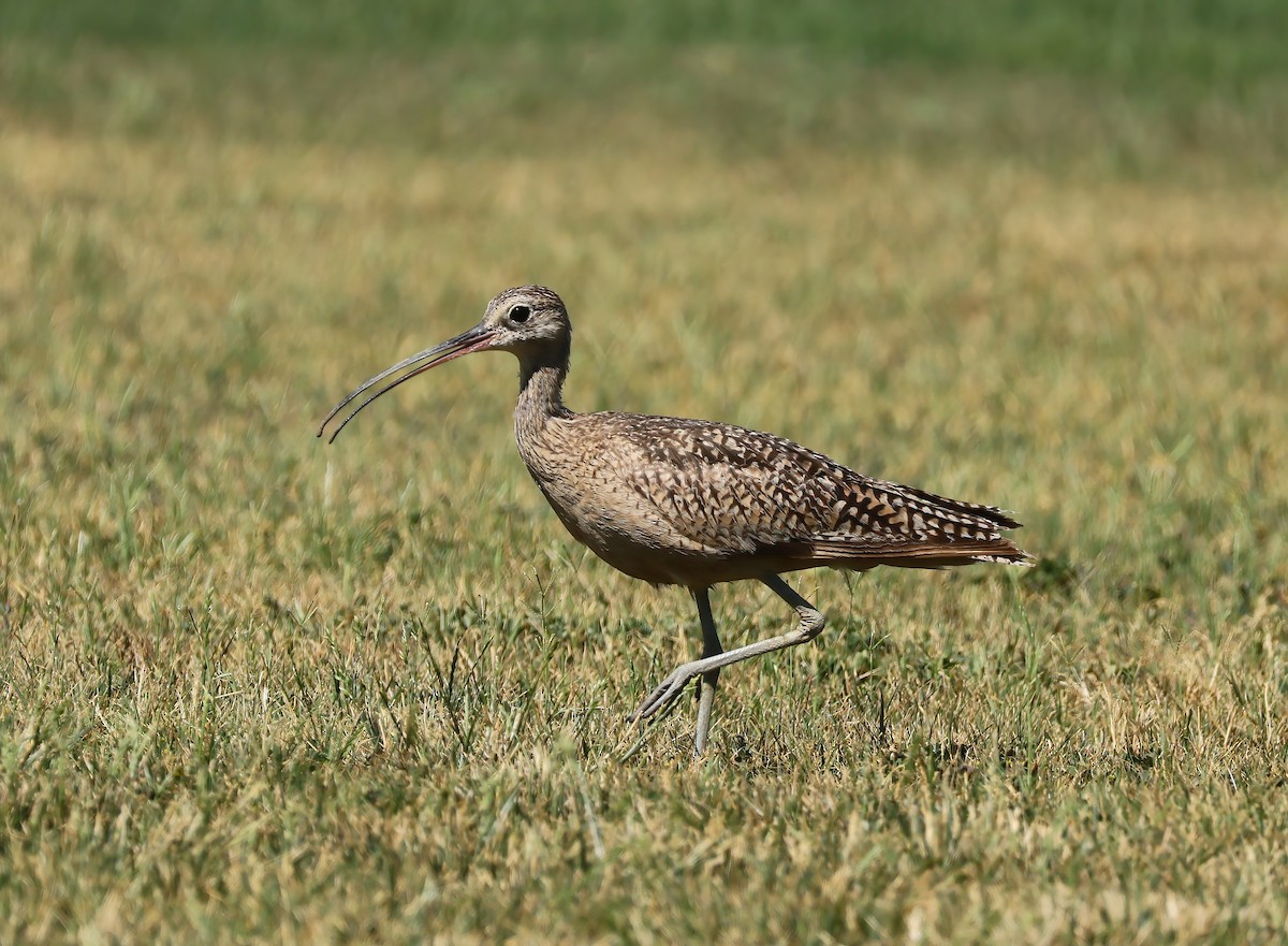 Long-billed Curlew - ML619909084