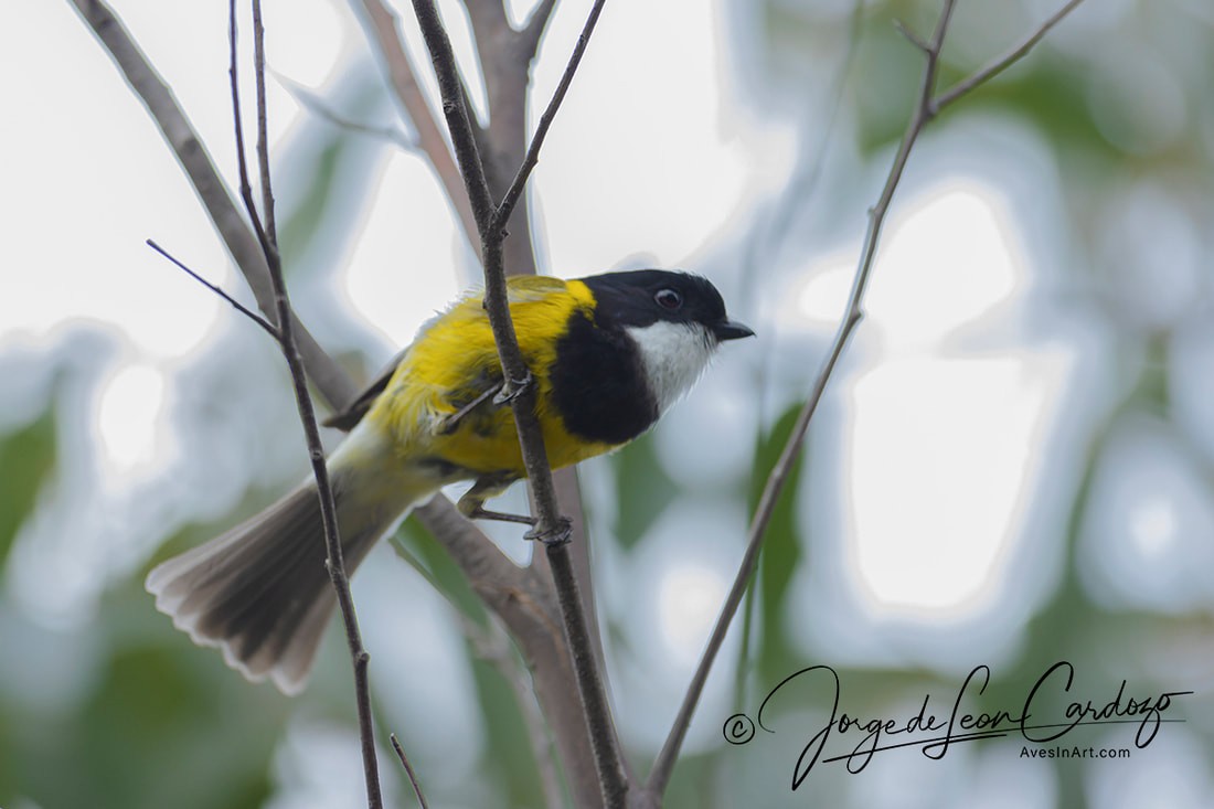 Golden Whistler - ML619909088