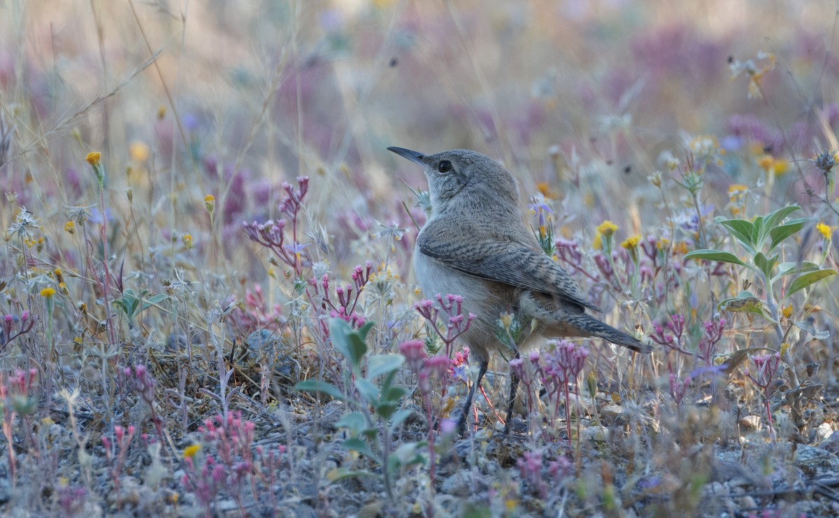 Rock Wren - John Callender