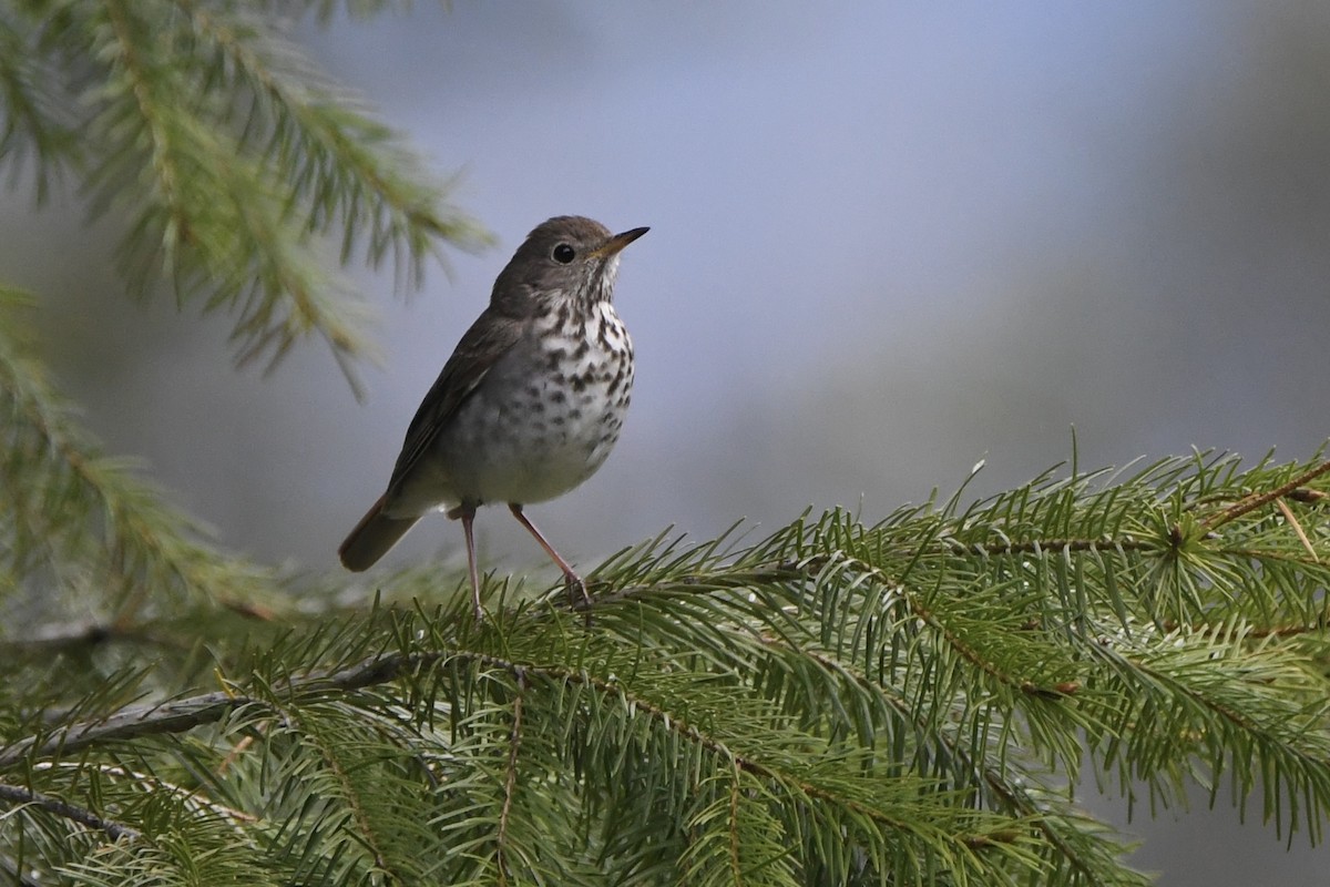 Hermit Thrush - ML619909098