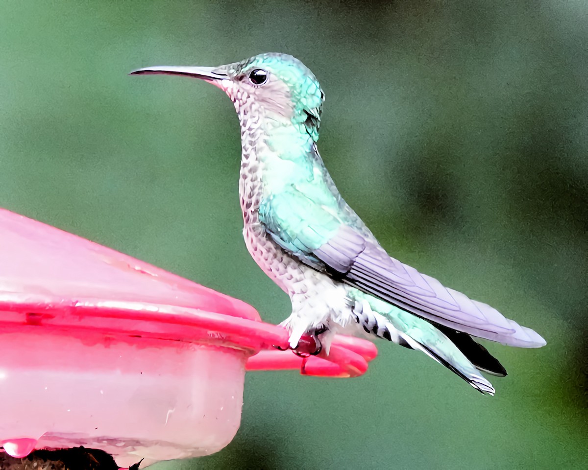 kolibřík bělokrký - ML619909117