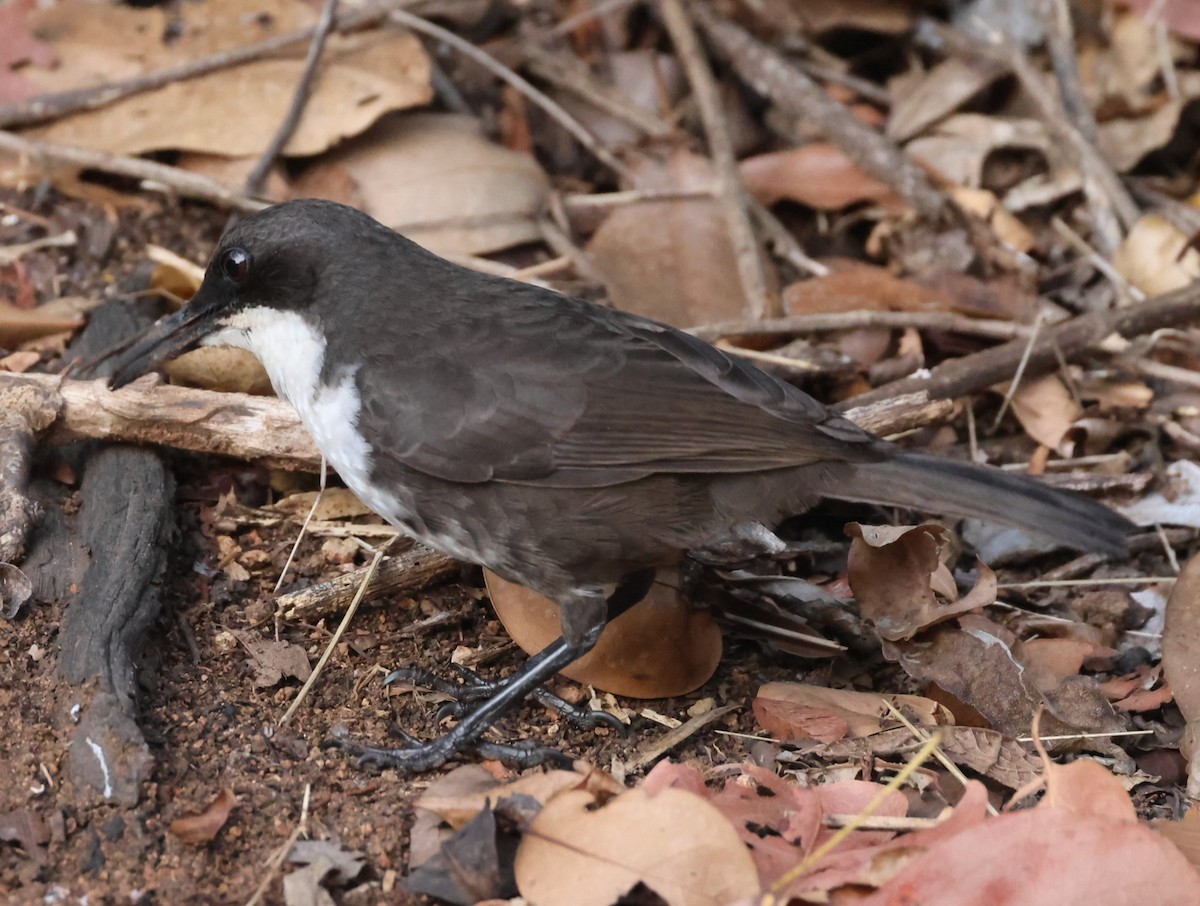 White-breasted Thrasher - ML619909165