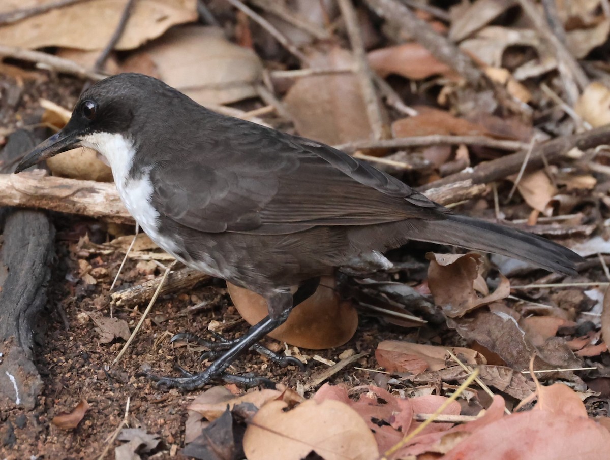 White-breasted Thrasher - Pam Rasmussen