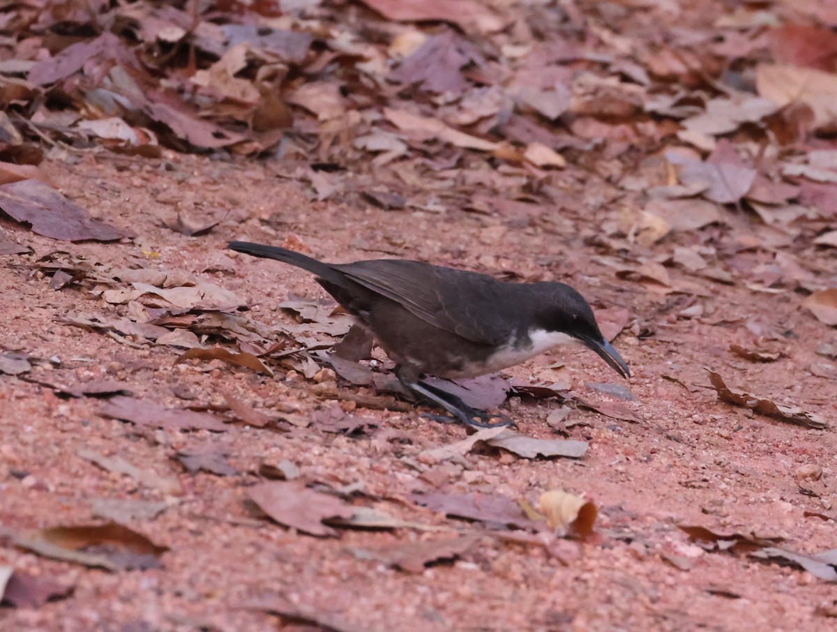 White-breasted Thrasher - ML619909167