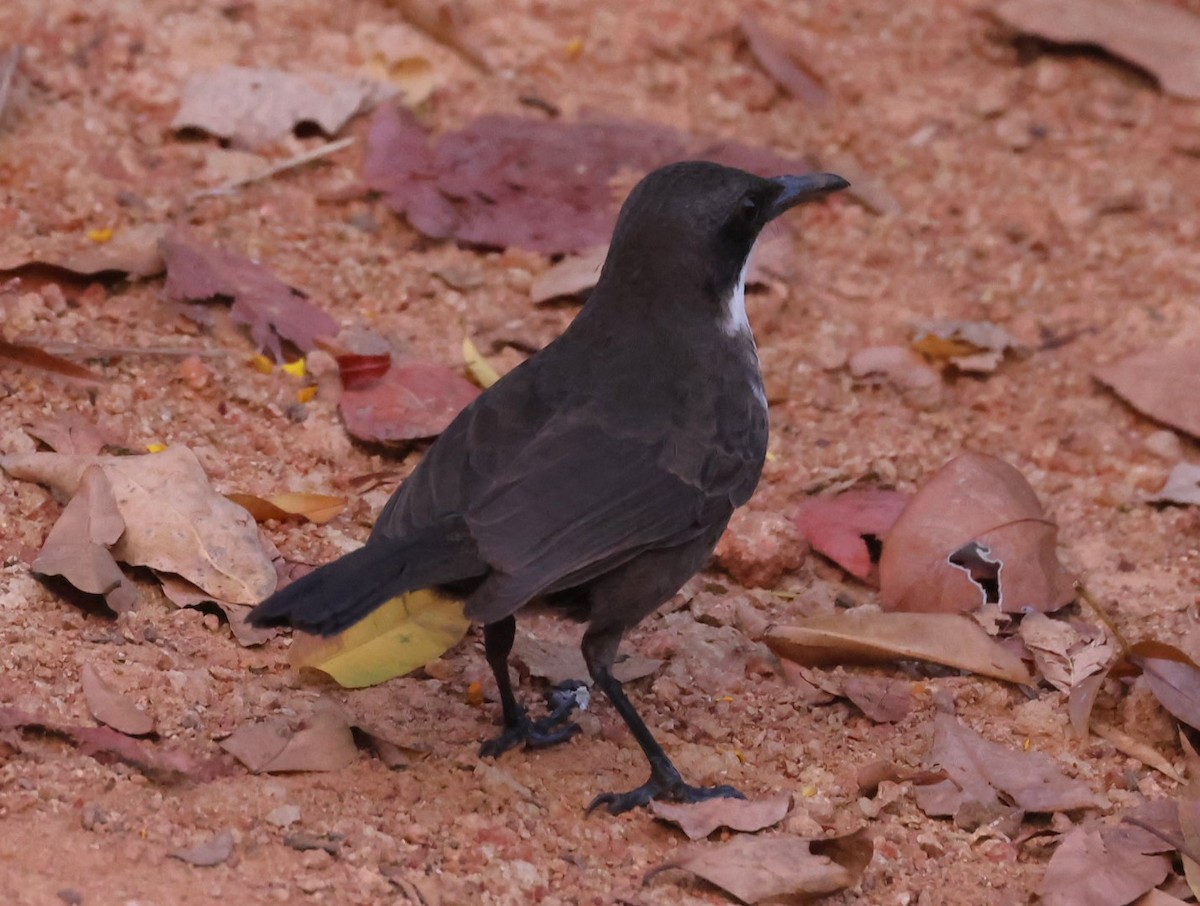 White-breasted Thrasher - ML619909168