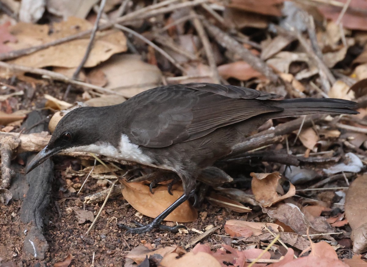 White-breasted Thrasher - ML619909170