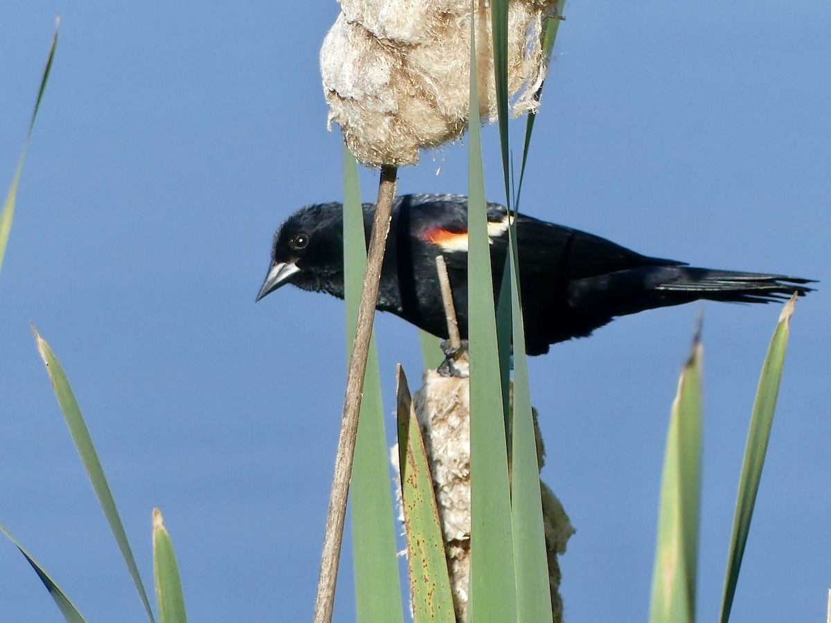 Red-winged Blackbird - ML619909177