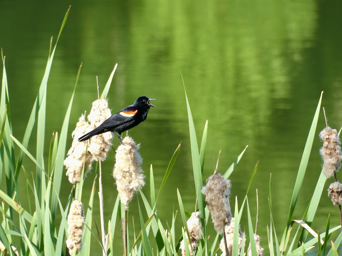 Red-winged Blackbird - ML619909178