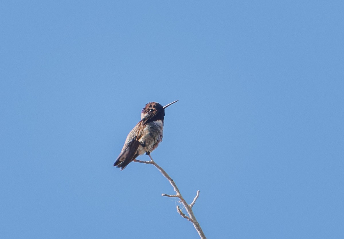 Costa's Hummingbird - ML619909182