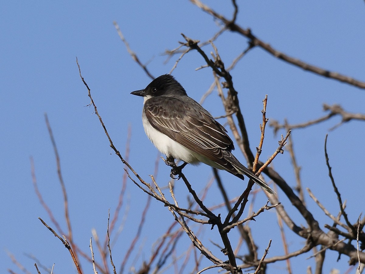 Schieferrücken-Königstyrann - ML619909187