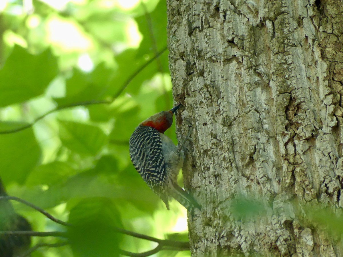 Red-bellied Woodpecker - ML619909202