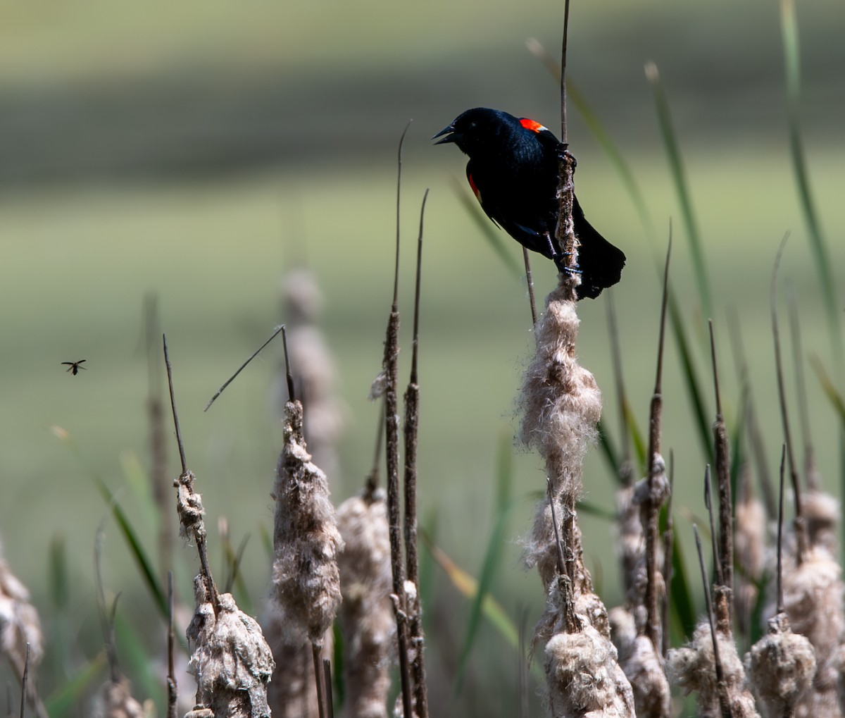 Red-winged Blackbird - Carmen Gumina