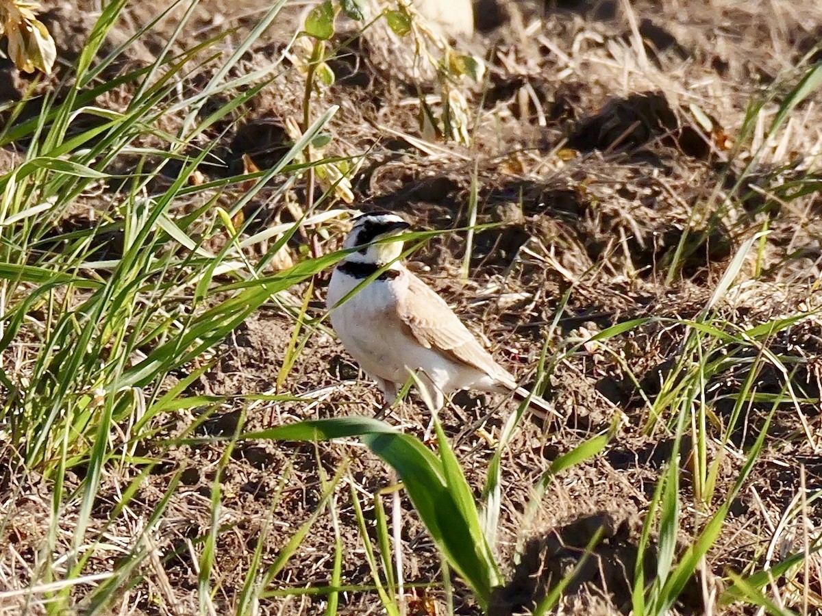 Horned Lark - ML619909208