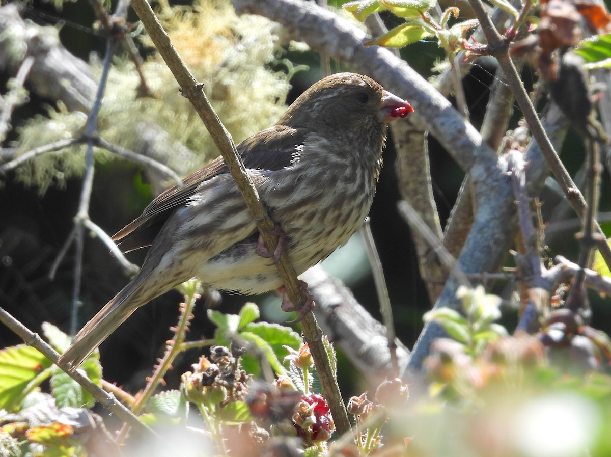 Purple Finch - ML619909249