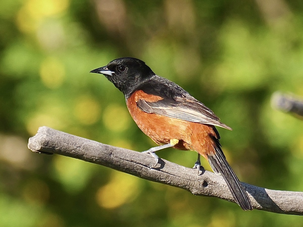 Orchard Oriole - ML619909281