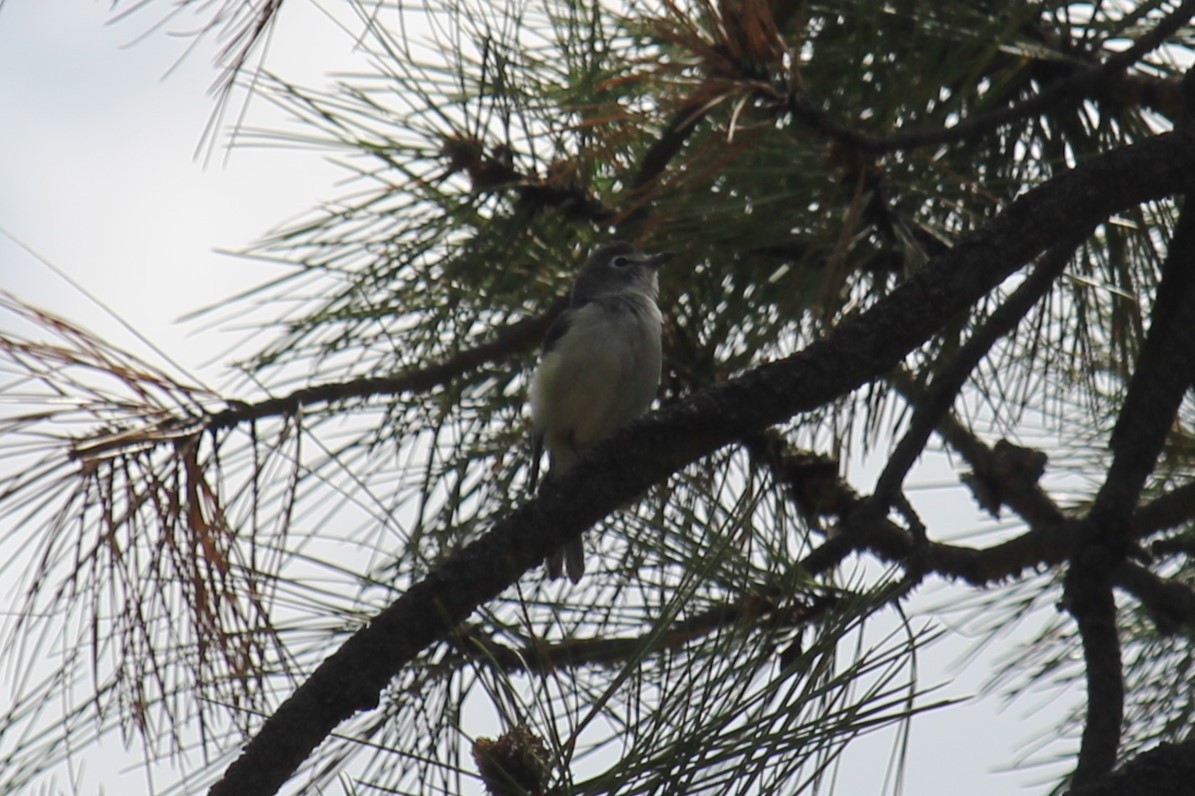 Vireo Plomizo - ML619909284