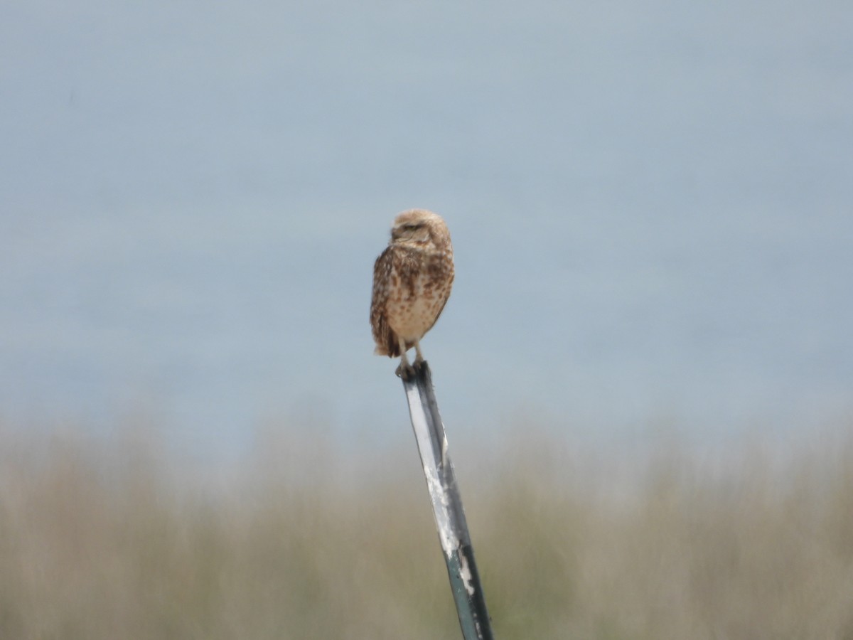 Burrowing Owl - ML619909285