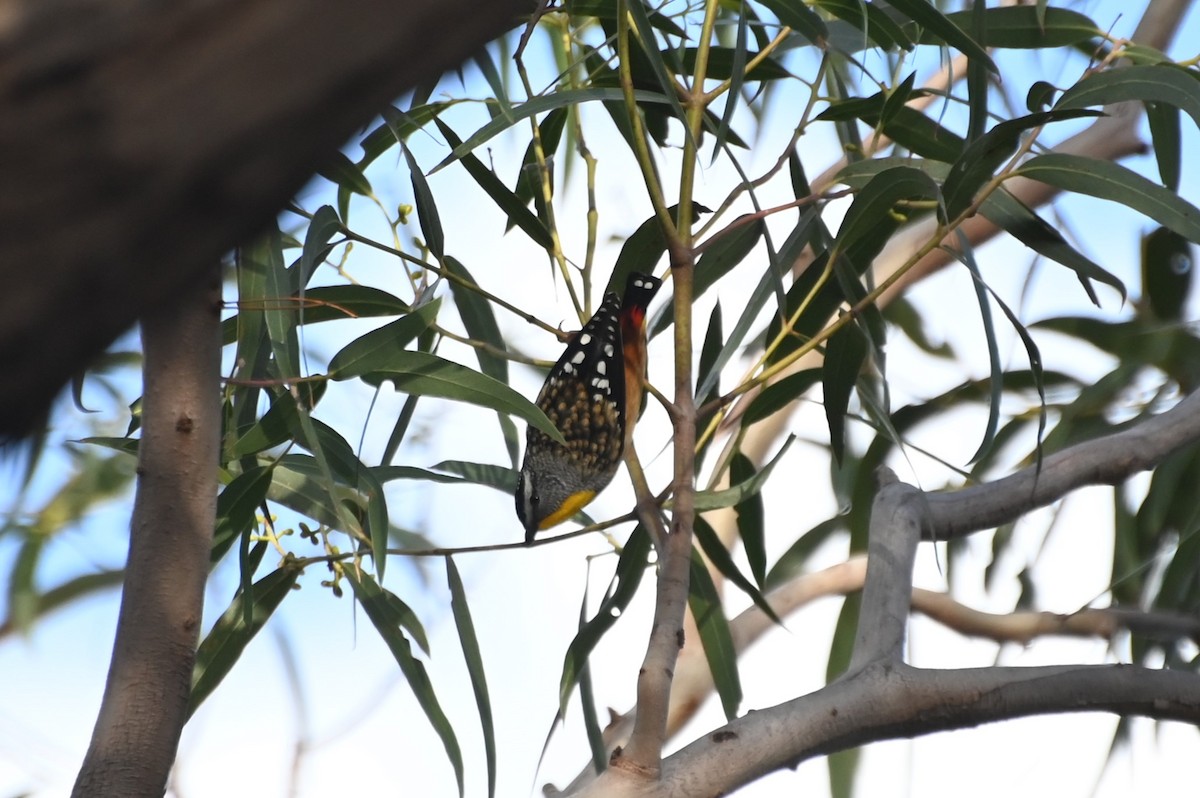Spotted Pardalote - ML619909290