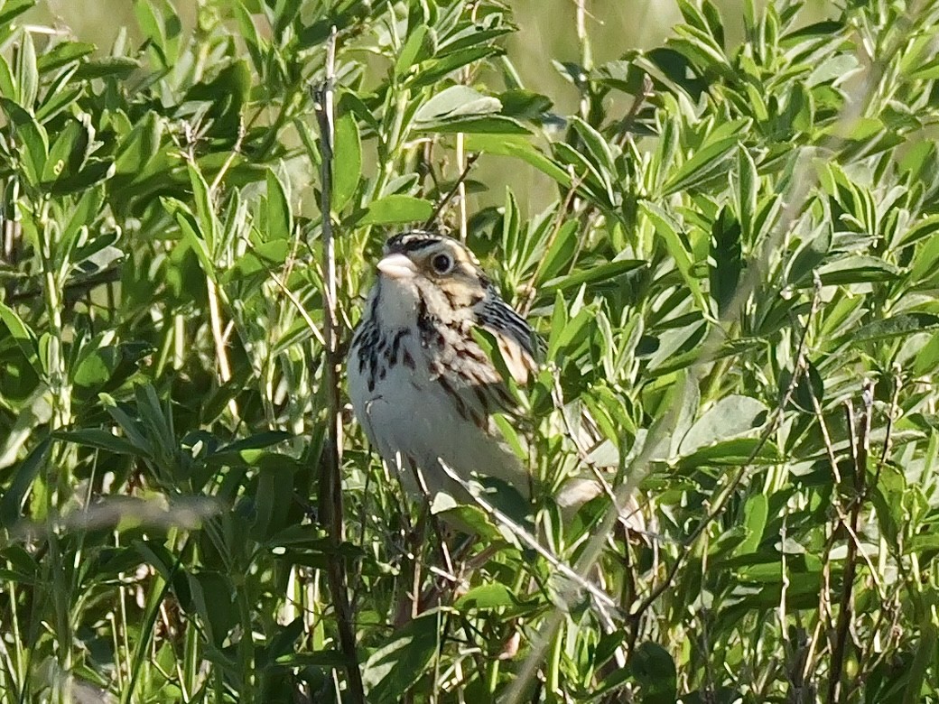 Baird's Sparrow - ML619909297