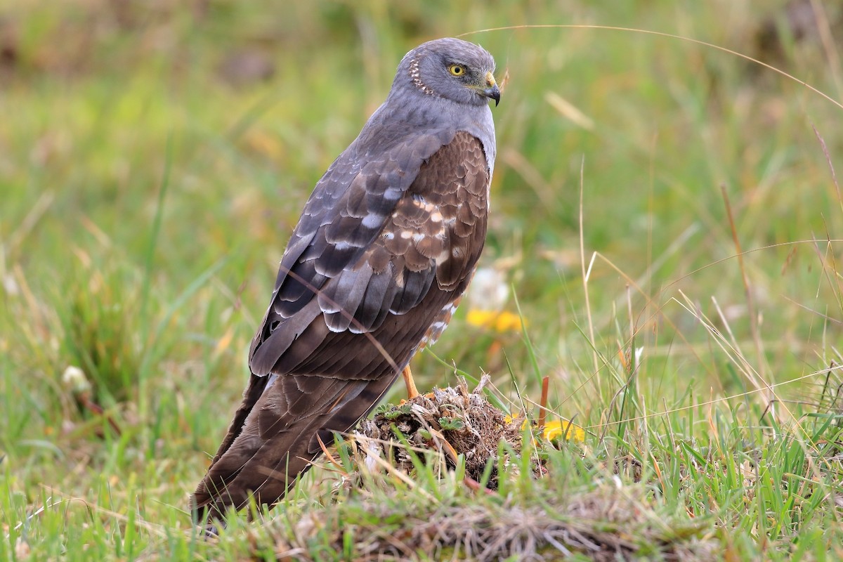 Cinereous Harrier - ML619909303