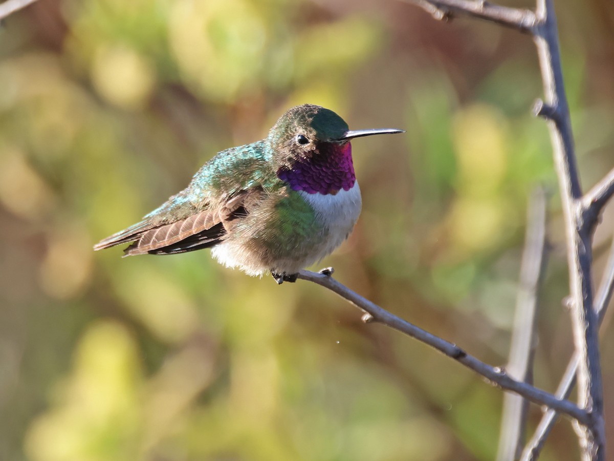 Broad-tailed Hummingbird - ML619909304