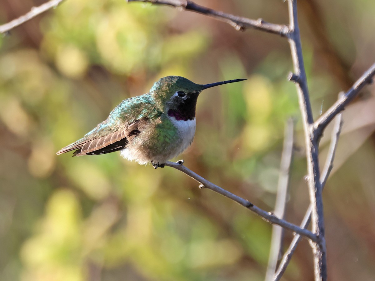 Broad-tailed Hummingbird - ML619909305