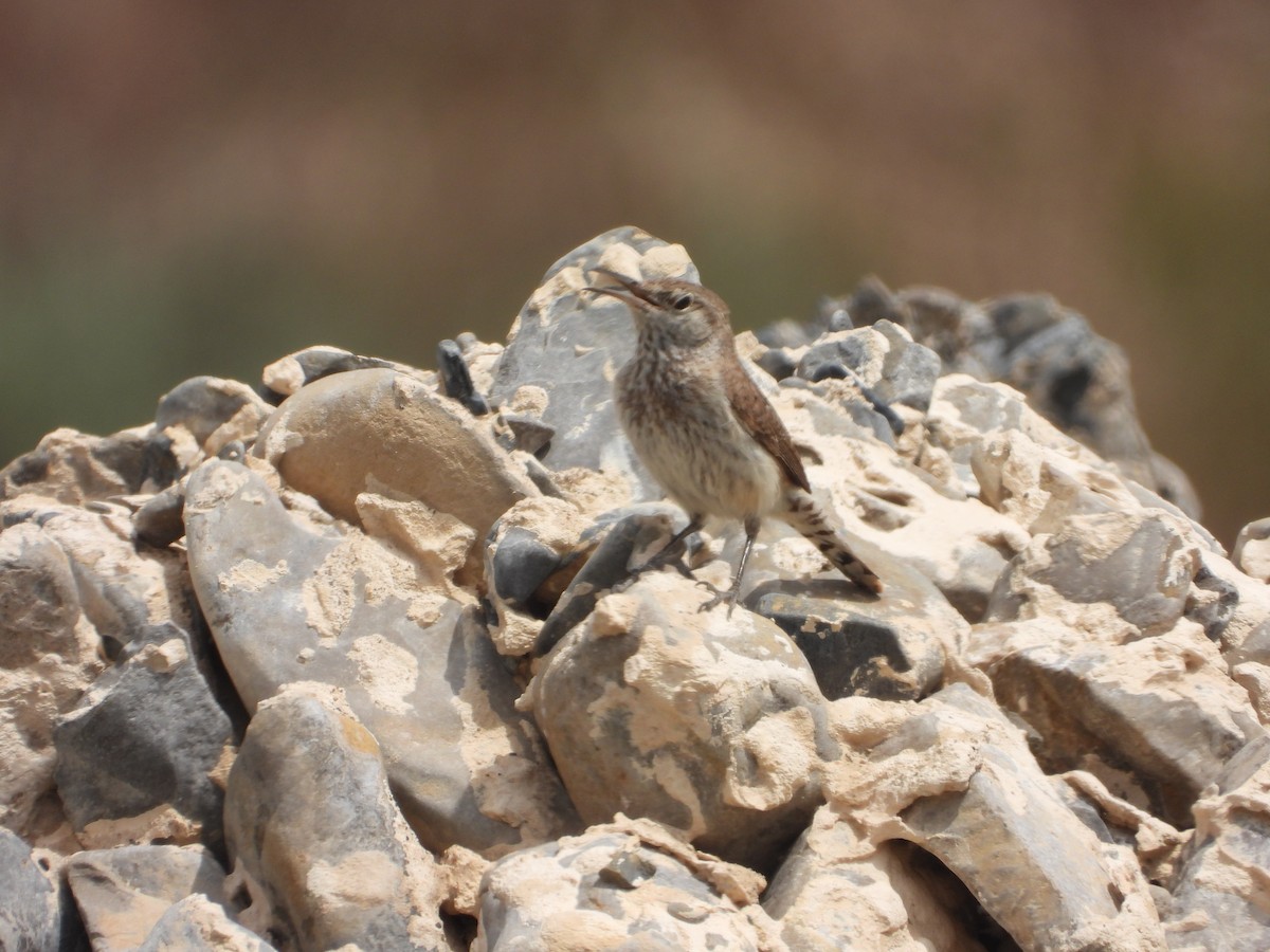 Rock Wren - ML619909307