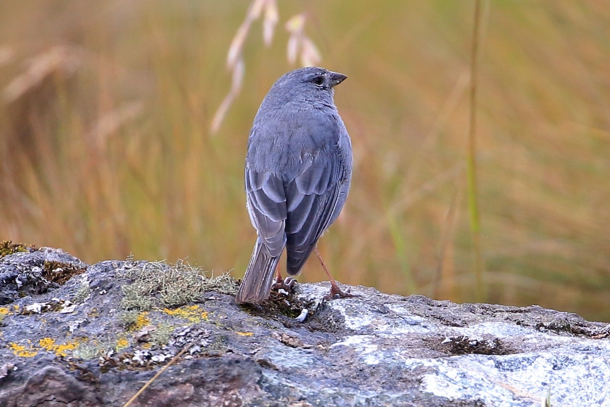 Plumbeous Sierra Finch - ML619909318