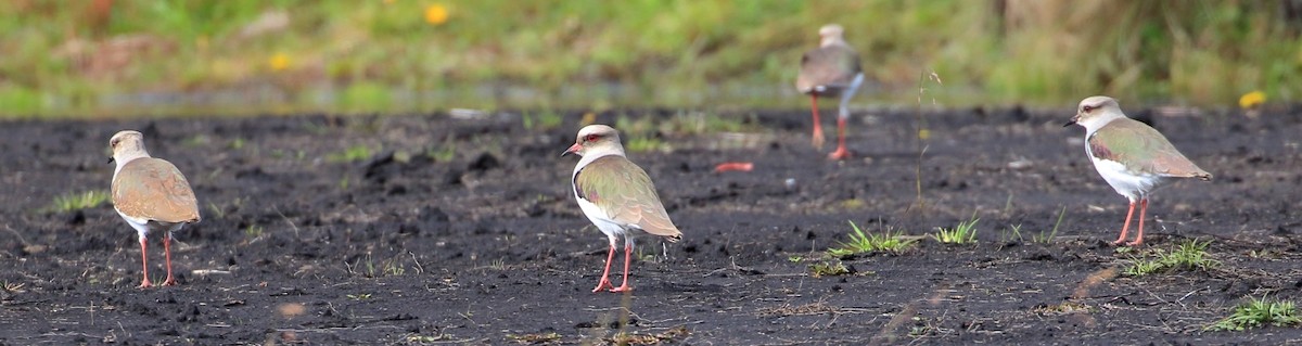 Andean Lapwing - ML619909322