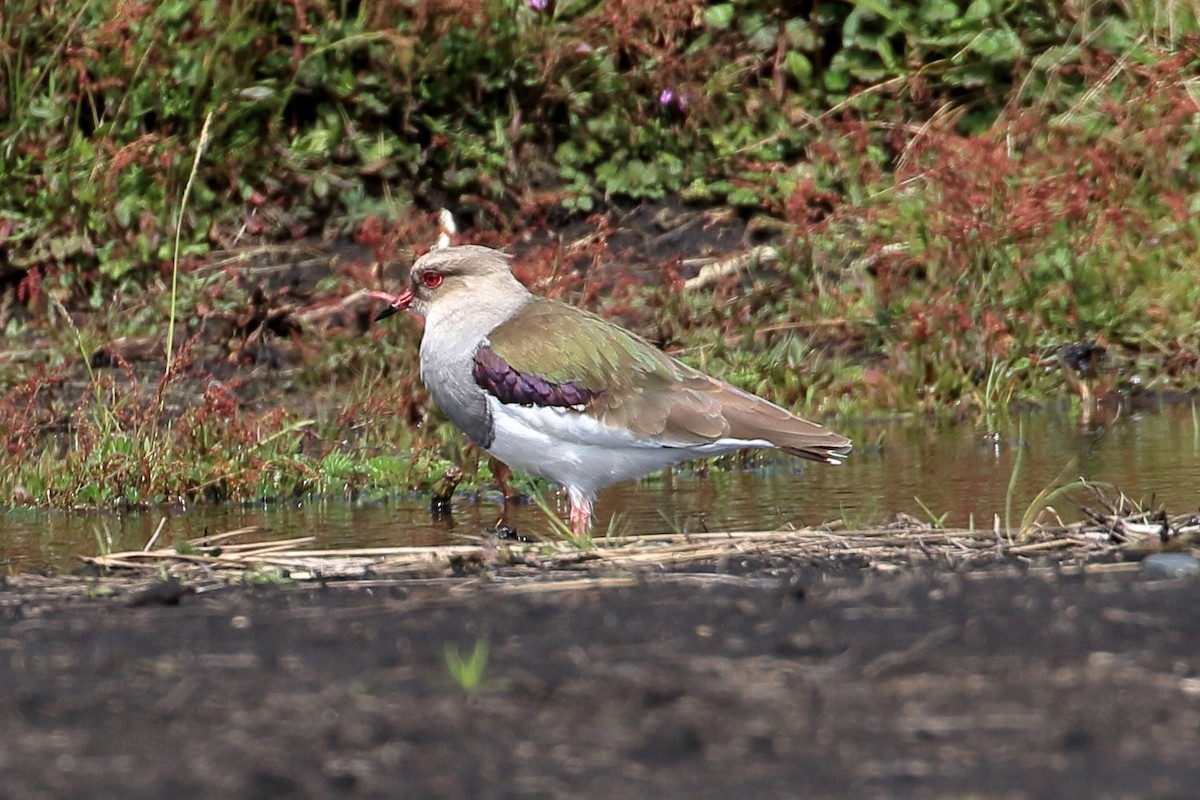 Andean Lapwing - ML619909327