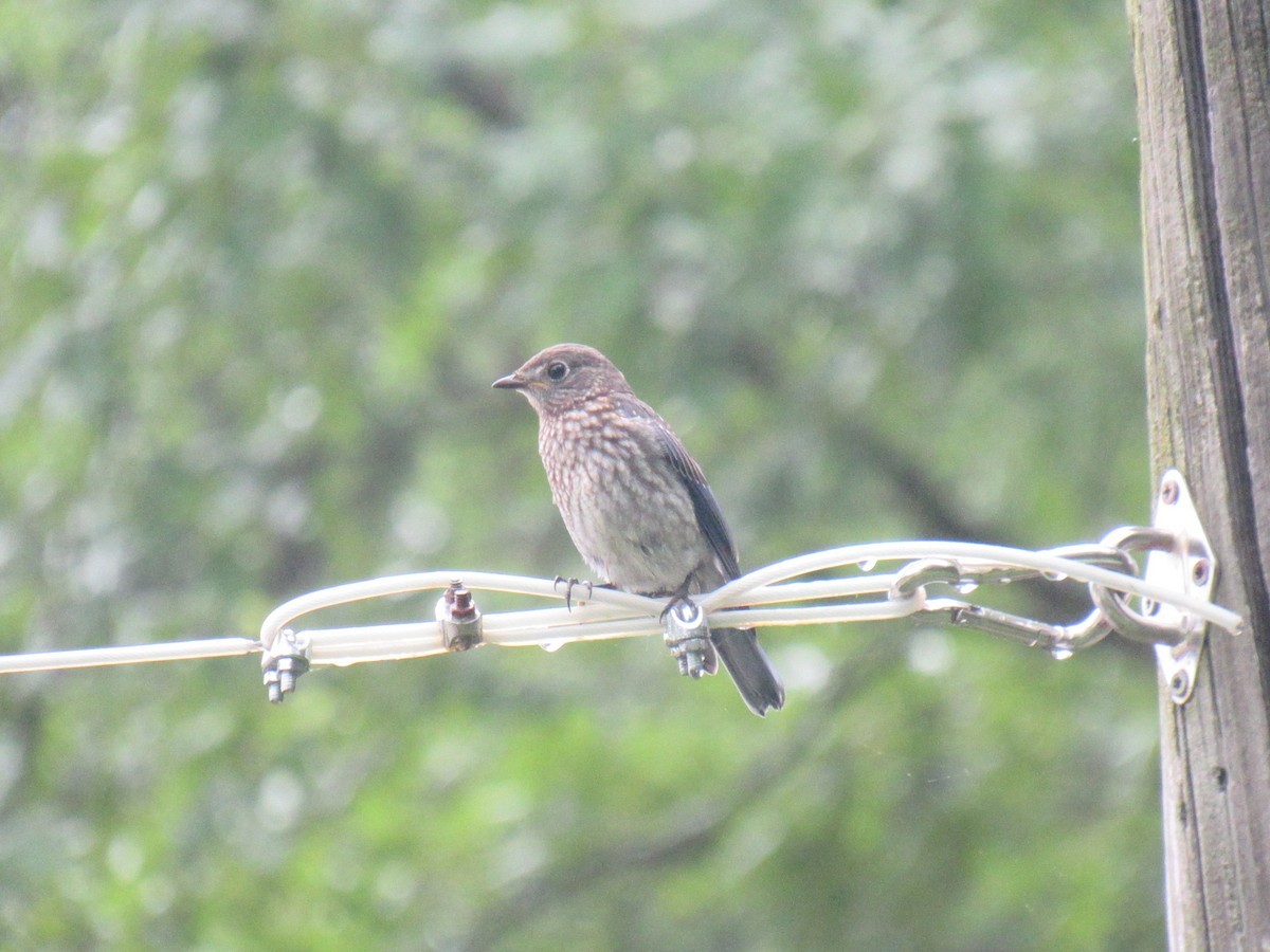 Eastern Bluebird - ML619909360