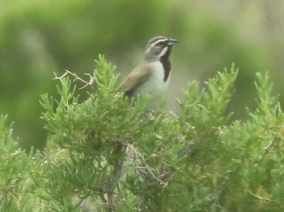 Black-throated Sparrow - ML619909364