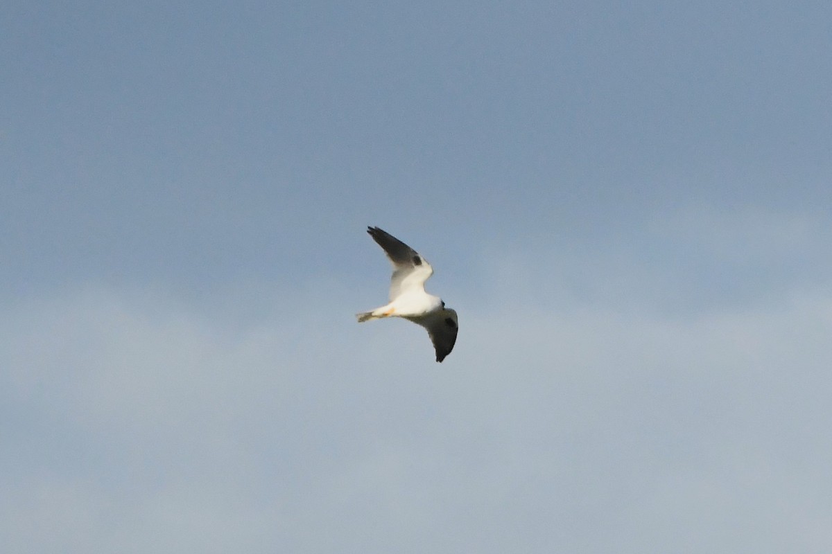Black-shouldered Kite - ML619909373