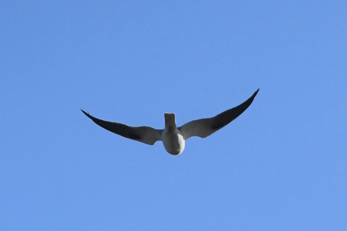 Black-shouldered Kite - ML619909376