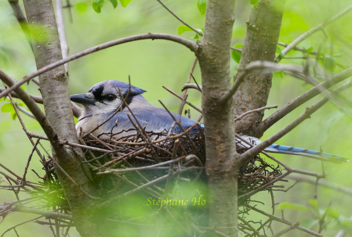 Blue Jay - ML619909380