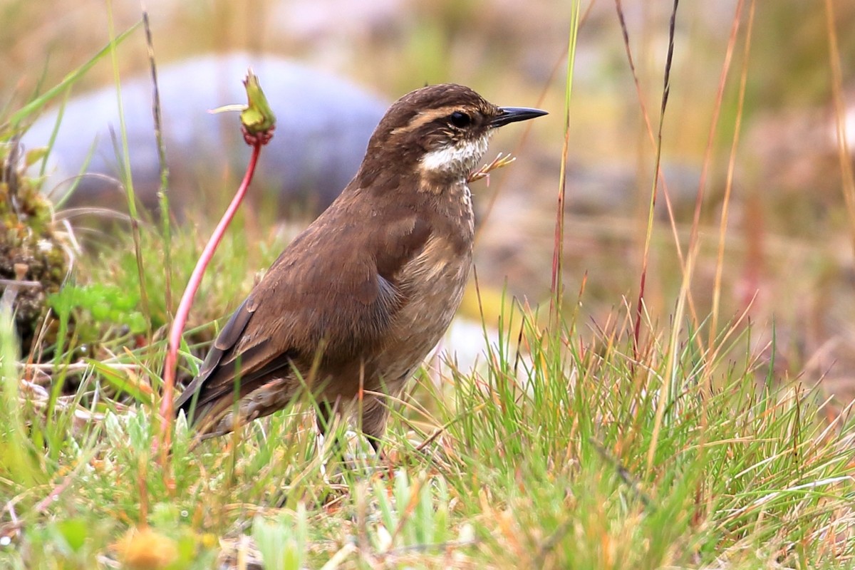 Chestnut-winged Cinclodes - ML619909383