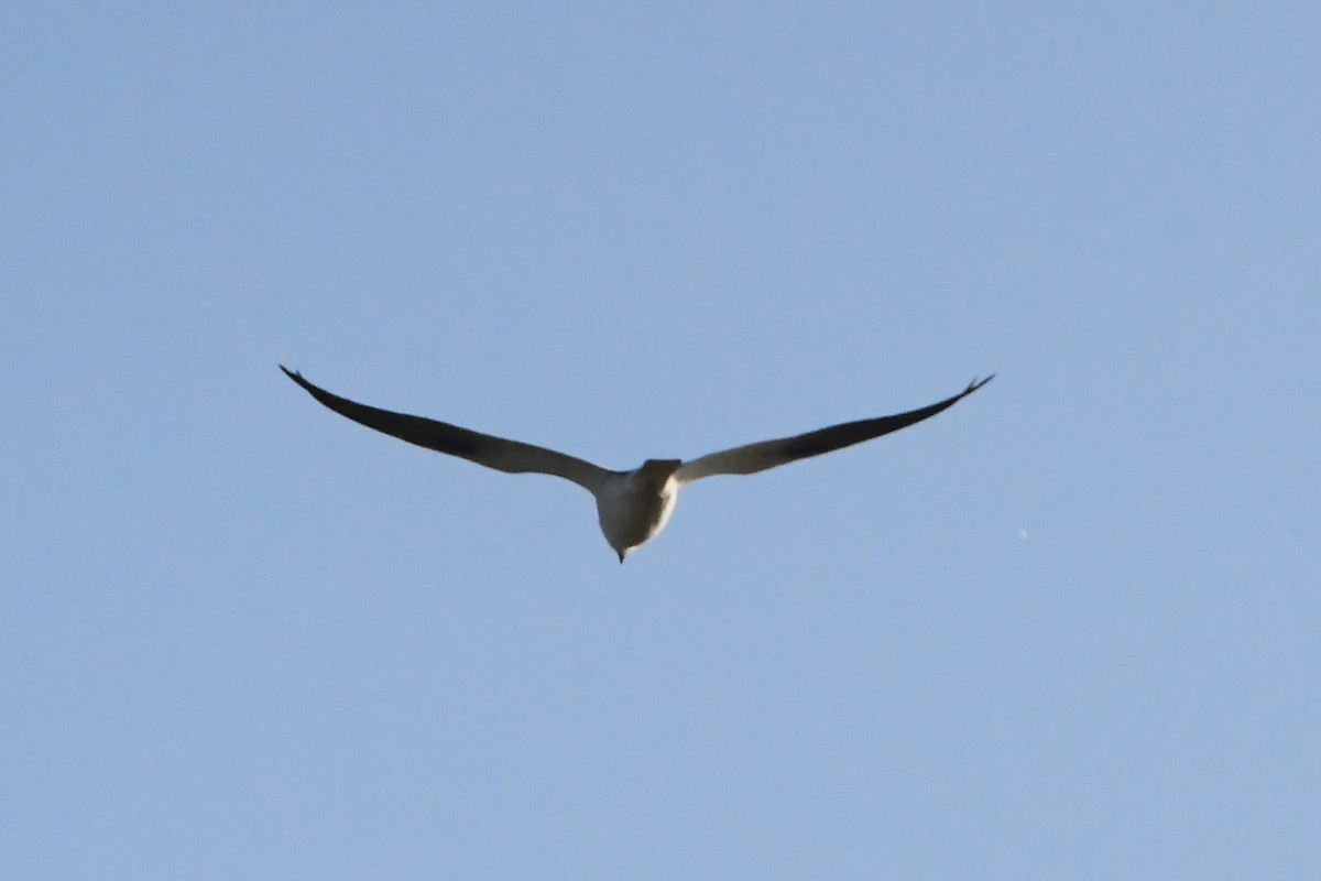 Black-shouldered Kite - ML619909388