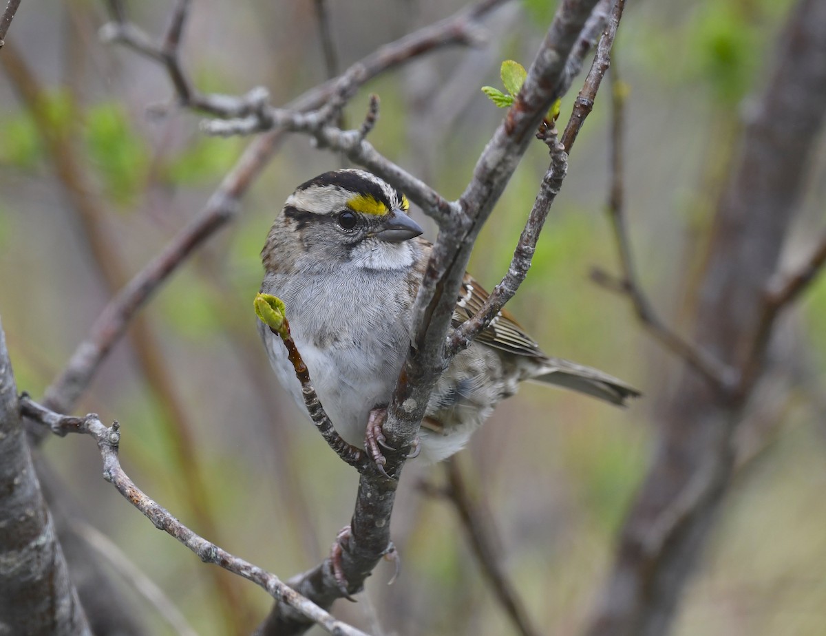 White-throated Sparrow - ML619909391
