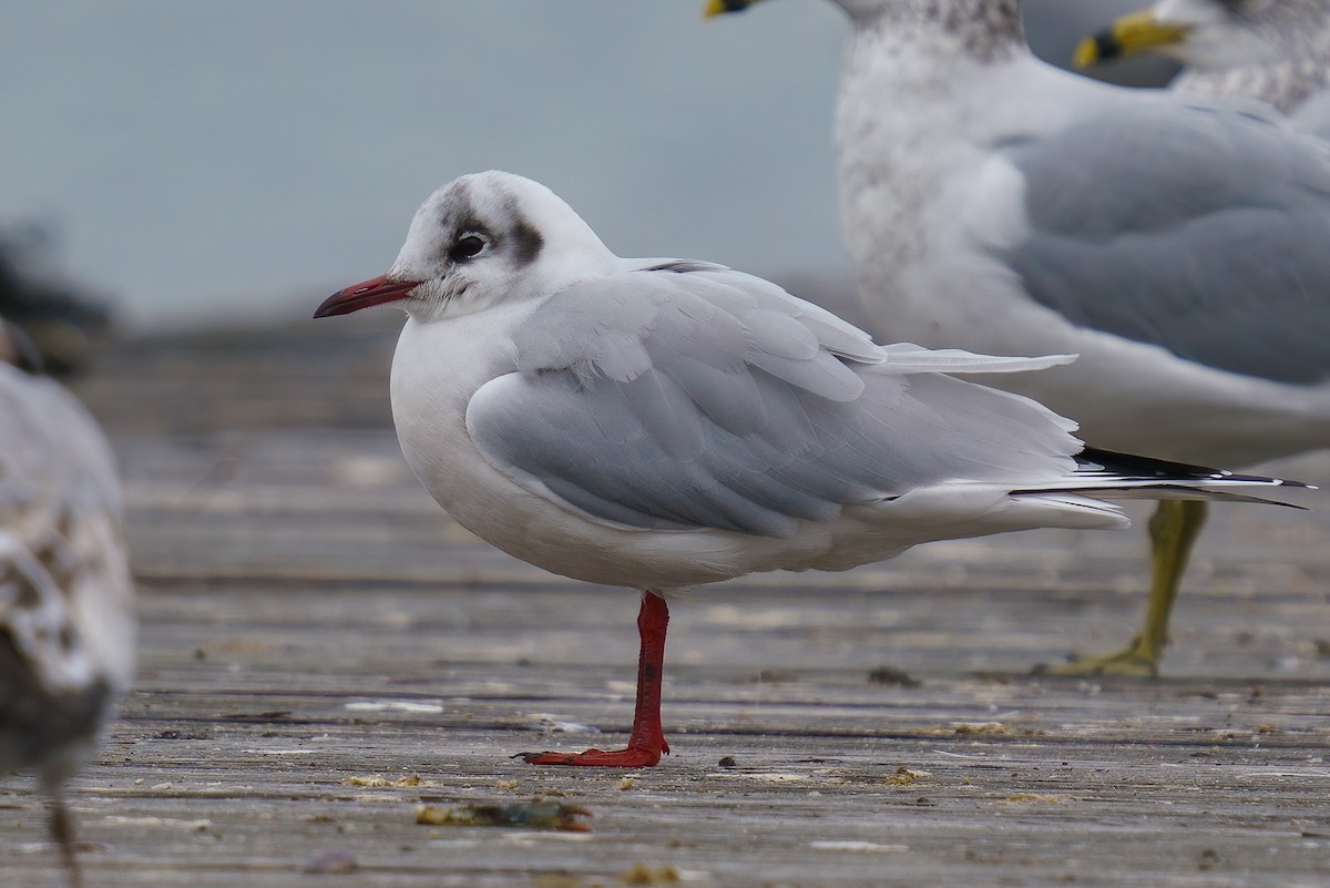 Mouette rieuse - ML619909397