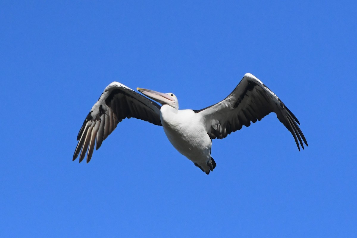 Australian Pelican - ML619909410