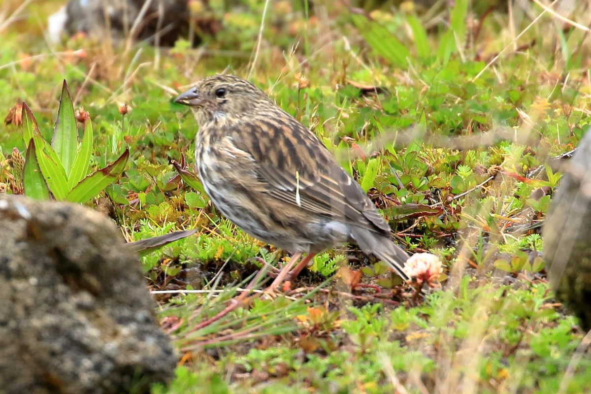 Plumbeous Sierra Finch - ML619909411