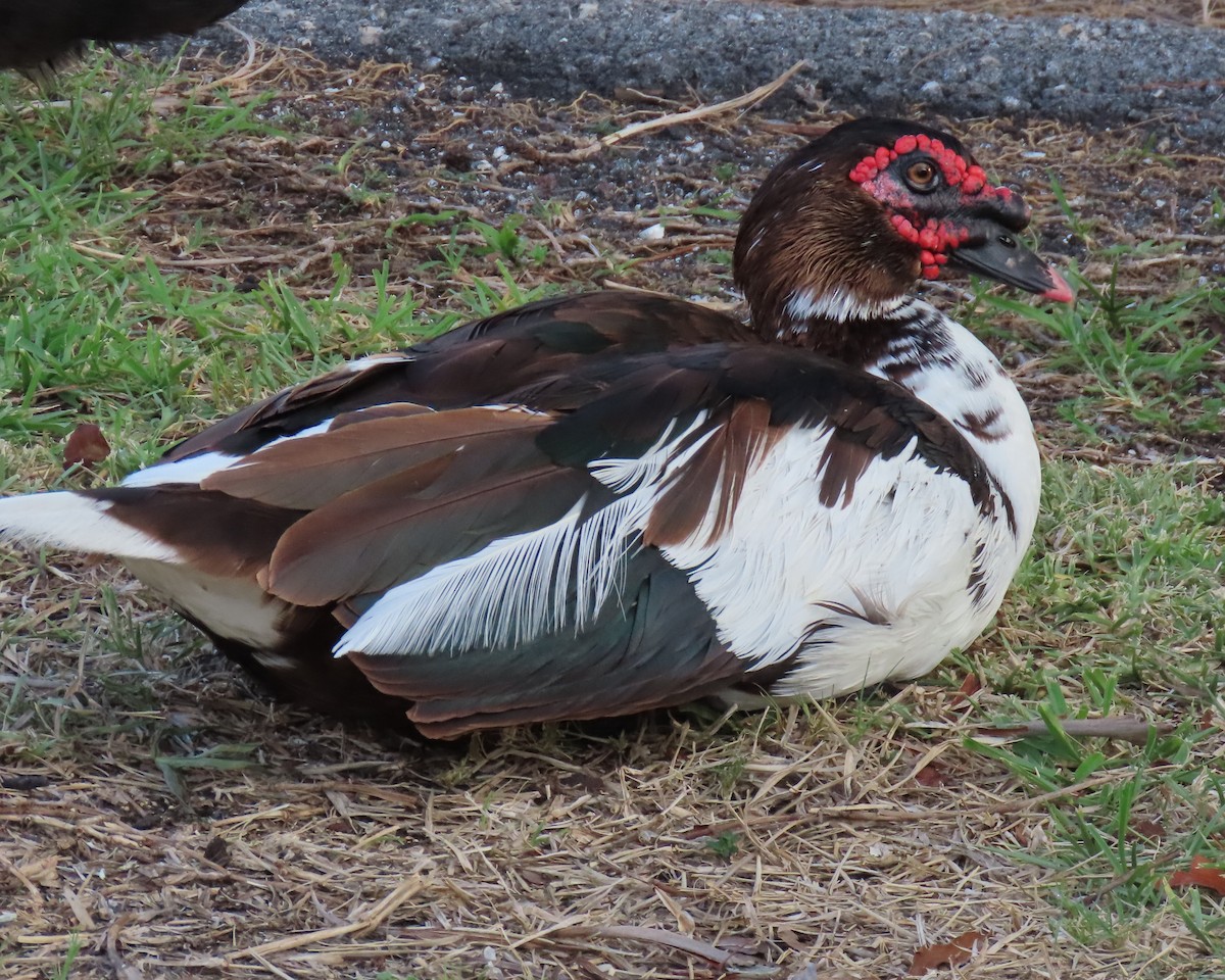Muscovy Duck (Domestic type) - ML619909433