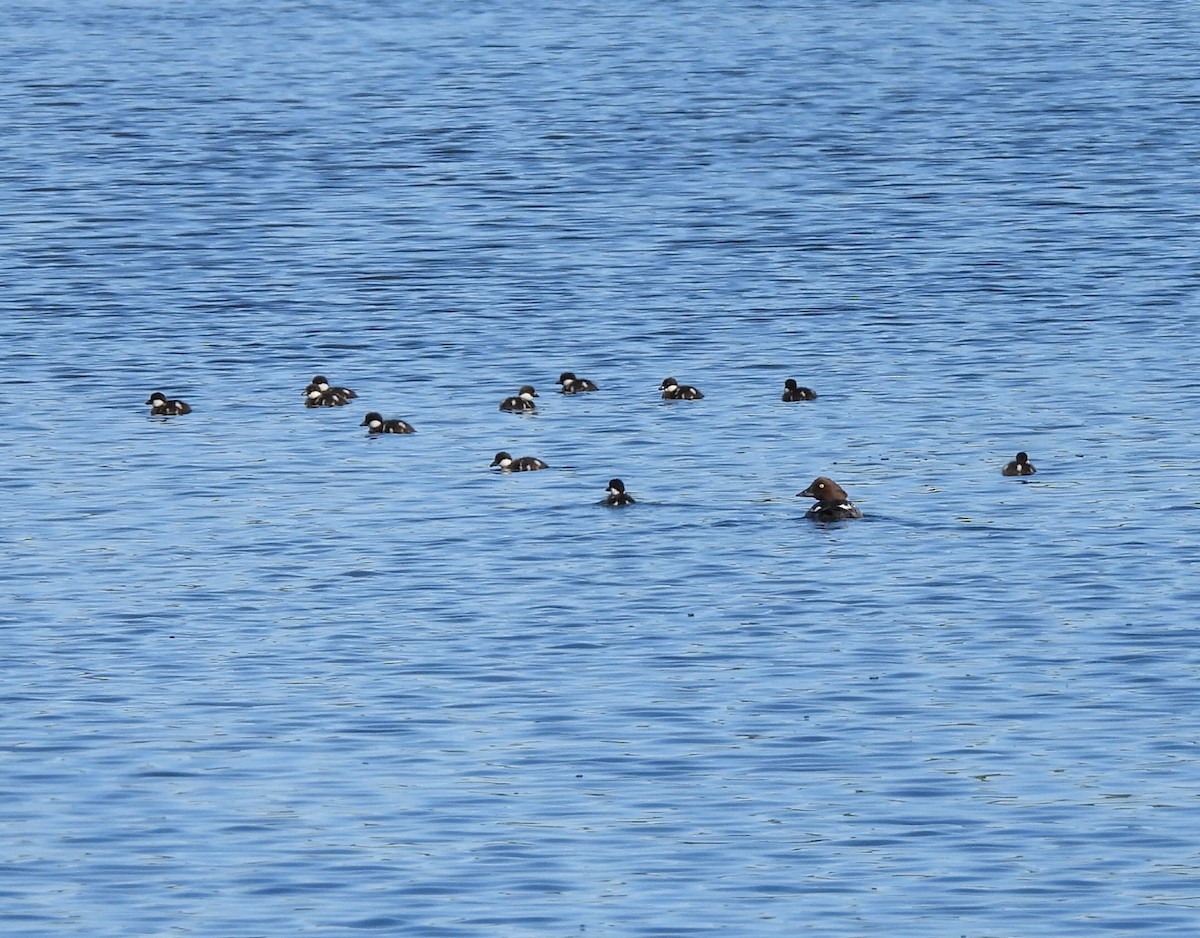 Common Goldeneye - ML619909455