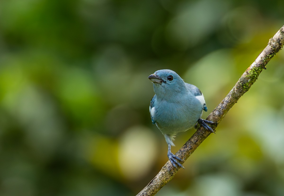 Blue-gray Tanager - ML619909482