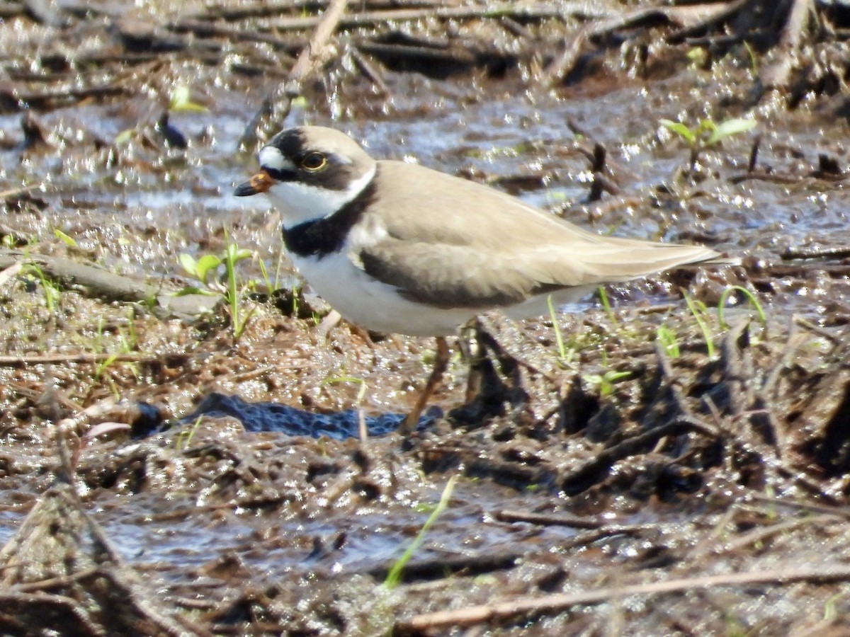 Semipalmated Plover - ML619909511