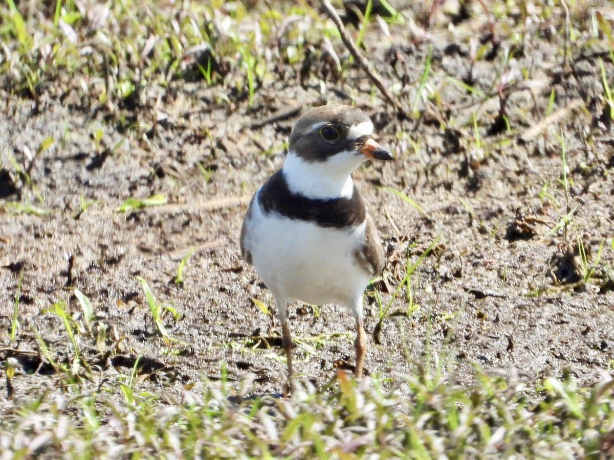 Semipalmated Plover - ML619909512