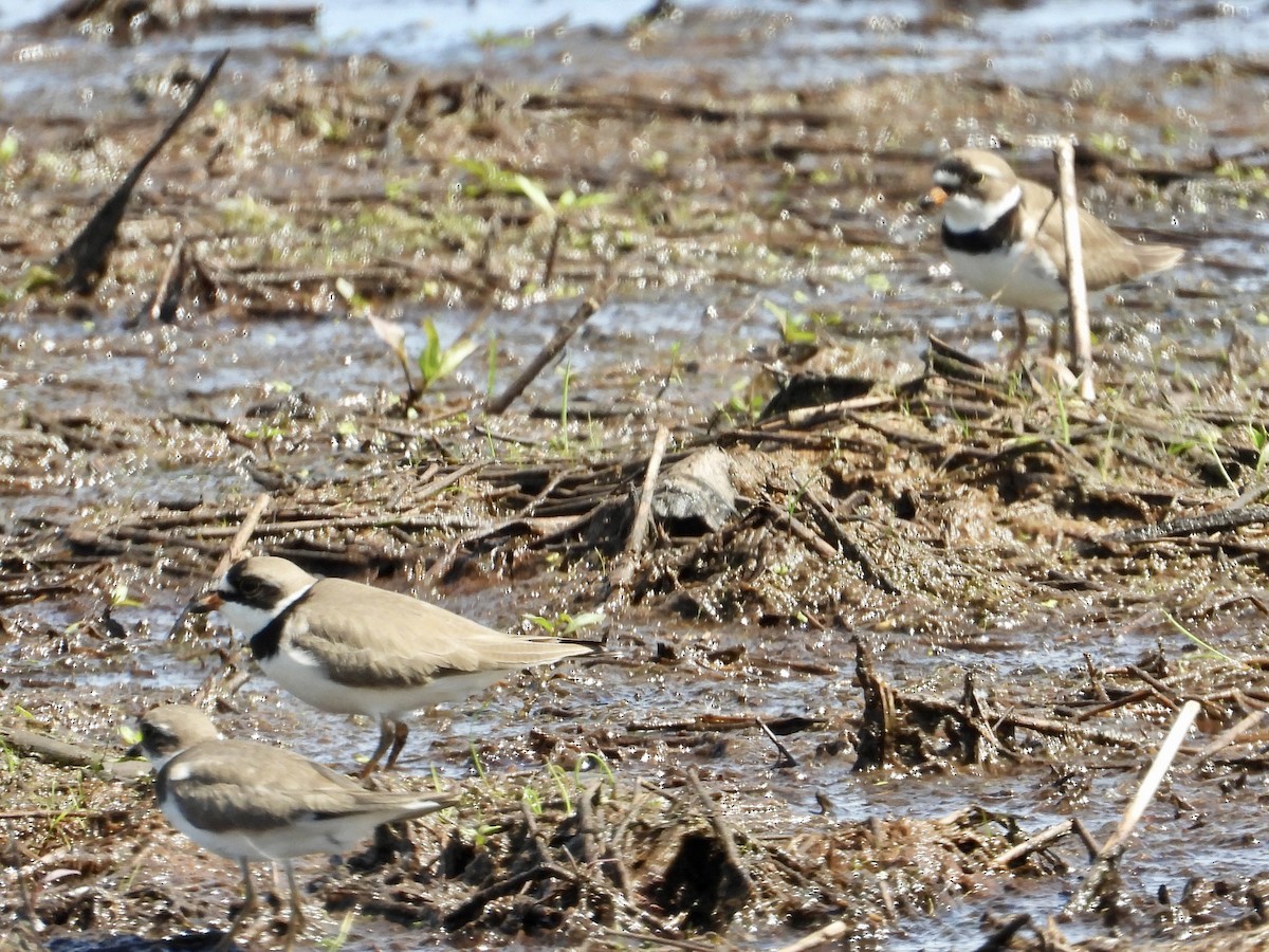 Semipalmated Plover - ML619909513