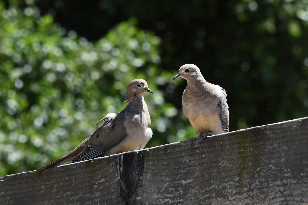 Mourning Dove - ML619909536