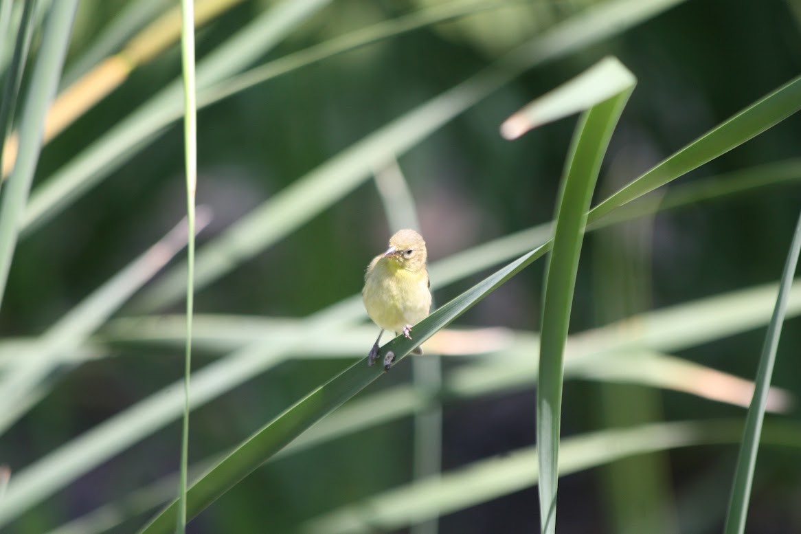 Lesser Goldfinch - ML619909539