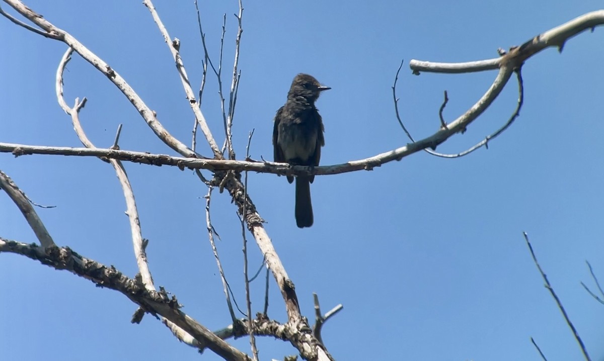 Eastern Phoebe - ML619909540